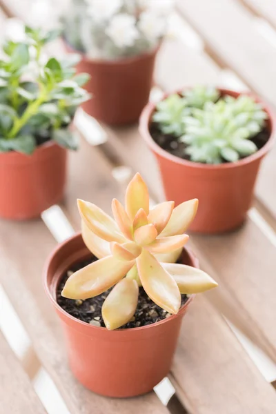 Vaso de plantas suculentas — Fotografia de Stock