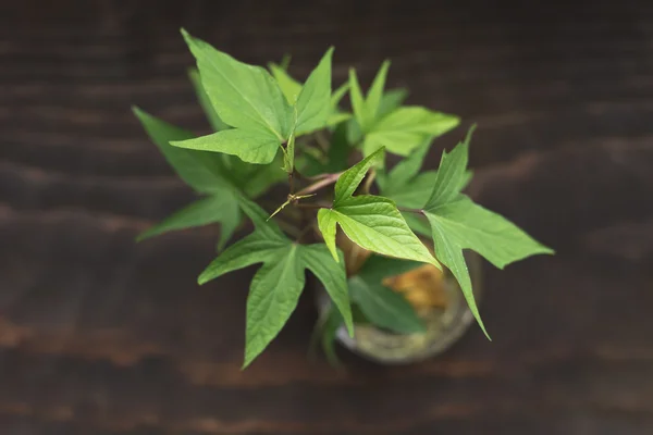 Green plant pot — Stock Photo, Image
