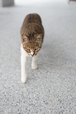 Şirin kedi portresi