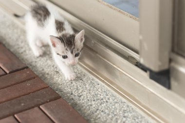 Bebek kedi yürüyüş 