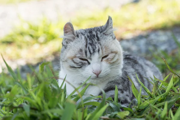 Hauskatze im Freien — Stockfoto