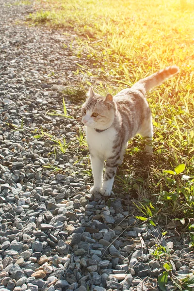 Домашня кішка на відкритому повітрі — стокове фото