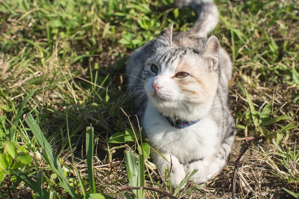 Gato doméstico en al aire libre —  Fotos de Stock