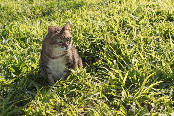 Açık yerli kedi — Stok fotoğraf