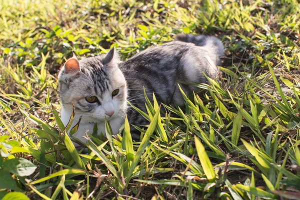Gato doméstico en al aire libre — Foto de Stock