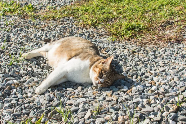 Gato doméstico no exterior — Fotografia de Stock