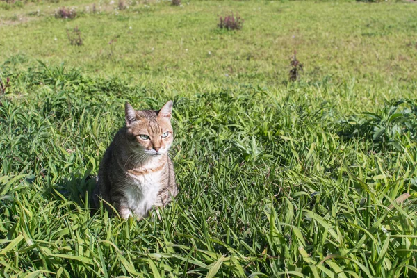 Açık yerli kedi — Stok fotoğraf