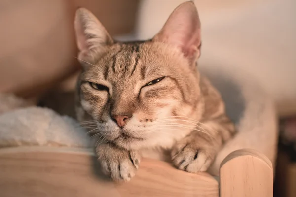 Gato en sueño —  Fotos de Stock