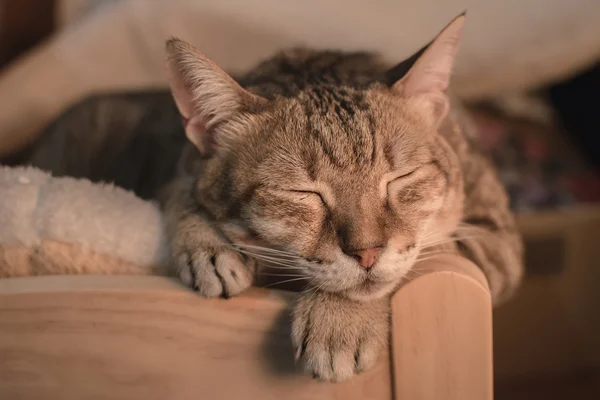 Γάτα στο ύπνου — Φωτογραφία Αρχείου