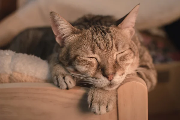 고양이 수 면에 — 스톡 사진