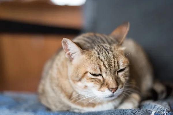 Schattig kat portret — Stockfoto