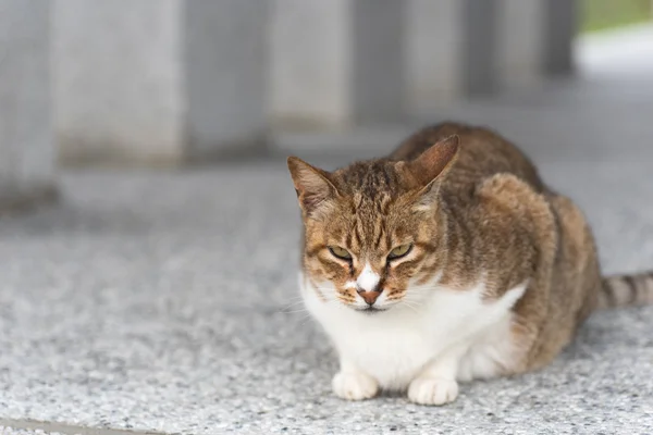 Gato tabby doméstico — Foto de Stock