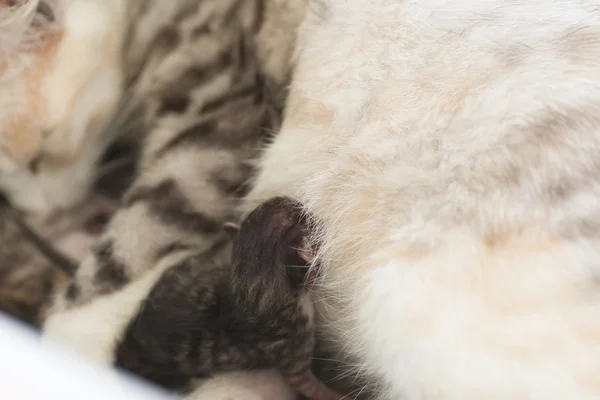 Gatto allattamento bambino — Foto Stock