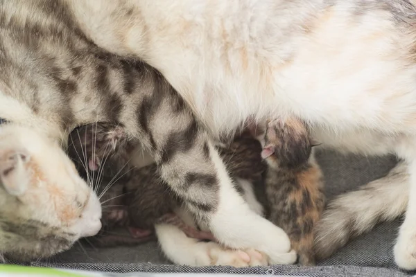 Kedi emzirme bebek — Stok fotoğraf