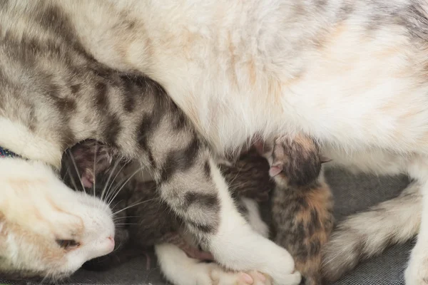 Gato amamantando bebé — Foto de Stock