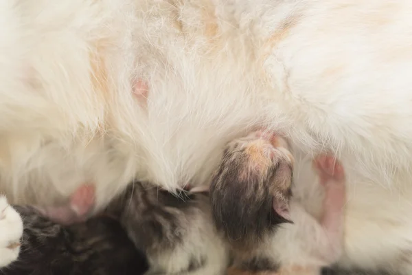 Kedi emzirme bebek — Stok fotoğraf