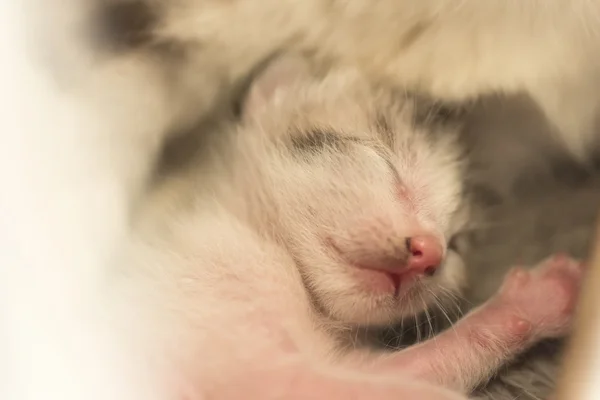 Sono de gato recém-nascido — Fotografia de Stock