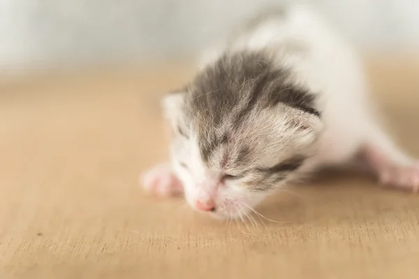 Newborn cat portrait — Stock Photo, Image