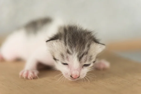 Newborn cat portrait — Stock Photo, Image