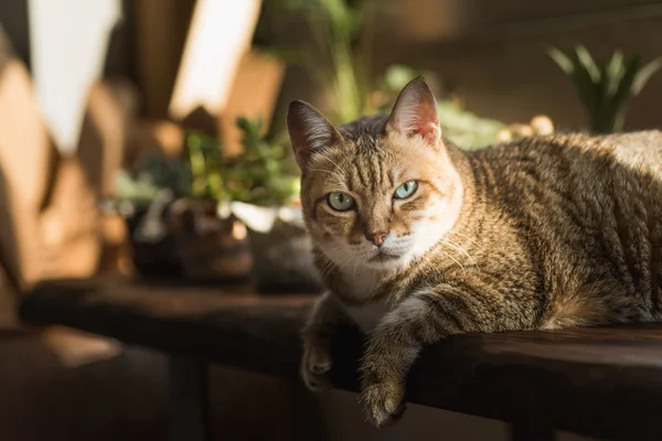 Lui ongelukkig kat — Stockfoto