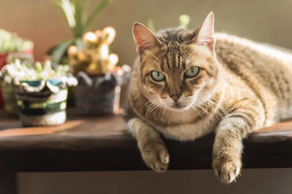 Perezoso infeliz gato —  Fotos de Stock