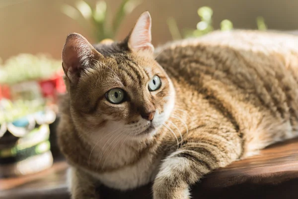 Lui ongelukkig kat — Stockfoto