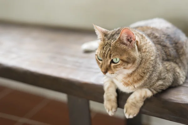 Gato sentarse en el banco — Foto de Stock