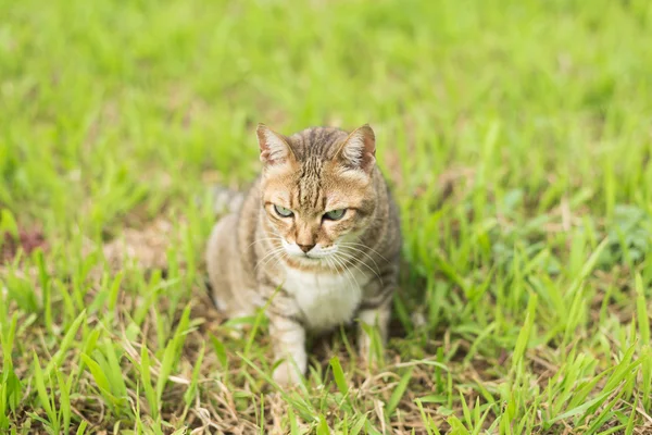 Gato en el exterior — Foto de Stock