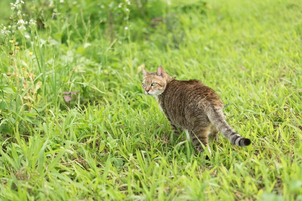 Kat in de outdoor — Stockfoto