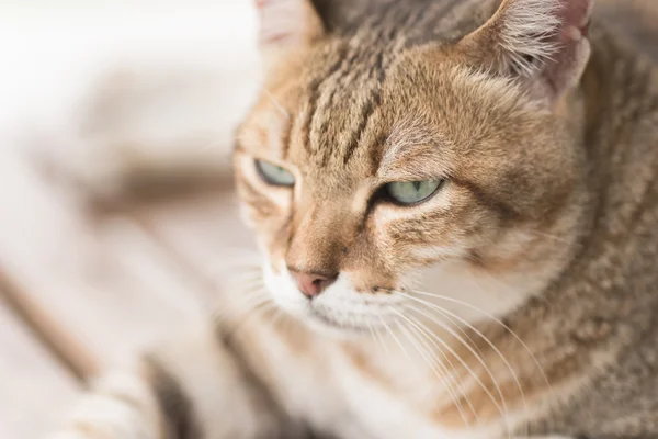 Față de pisică domestică — Fotografie, imagine de stoc