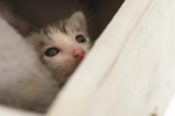 Little baby cat — Stock Photo, Image