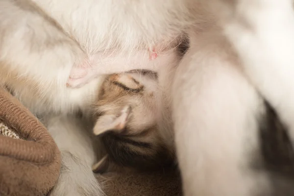 Cat breastfeeding her child — Stock Photo, Image