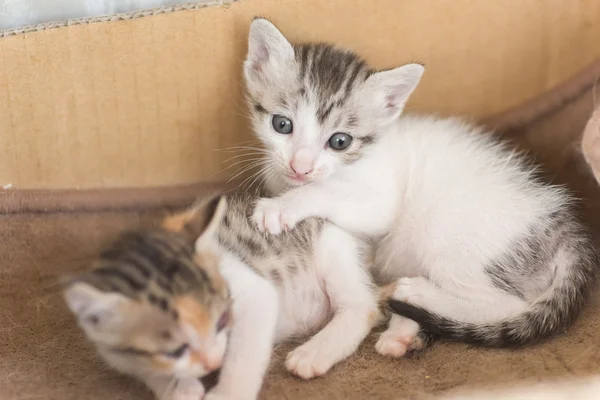 Pequeno gatinho jogar — Fotografia de Stock