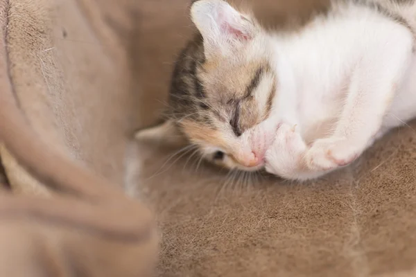 Piccolo gattino malato — Foto Stock