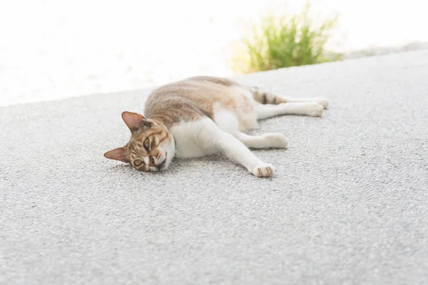 Şirin kedi uyku — Stok fotoğraf