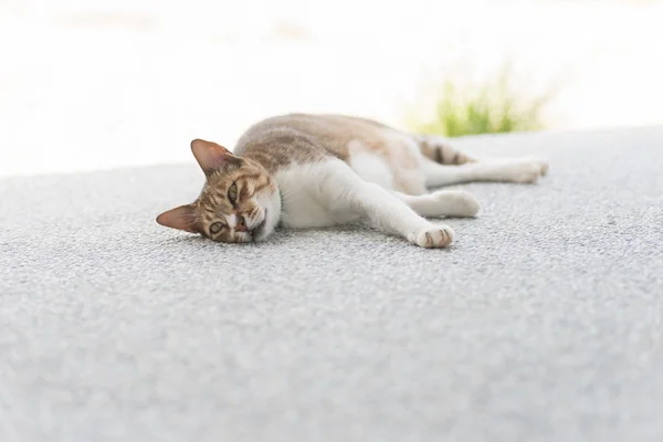Şirin kedi uyku — Stok fotoğraf