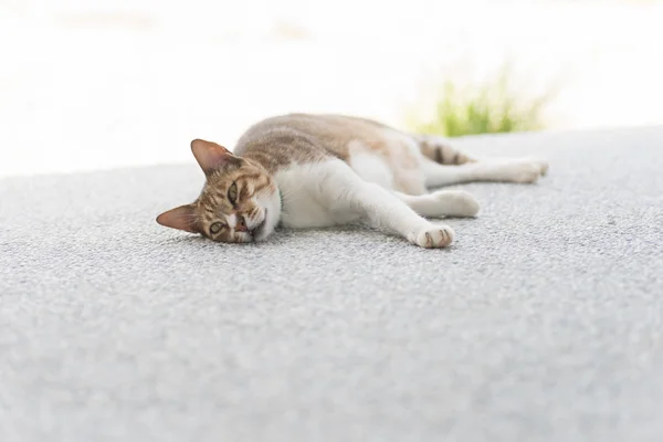 Lindo gato dormir — Foto de Stock