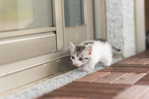 Passeggiata gatto bambino — Foto Stock