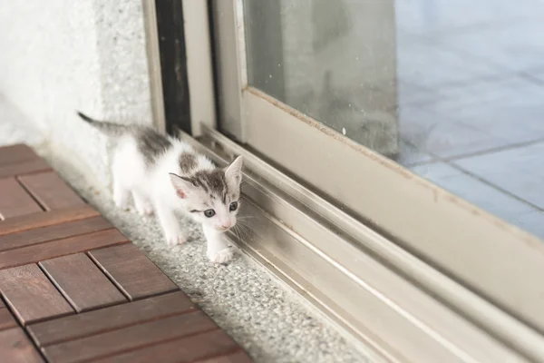 Passeggiata gatto bambino — Foto Stock