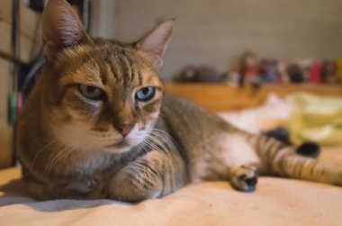 yatakta yatarken kedi