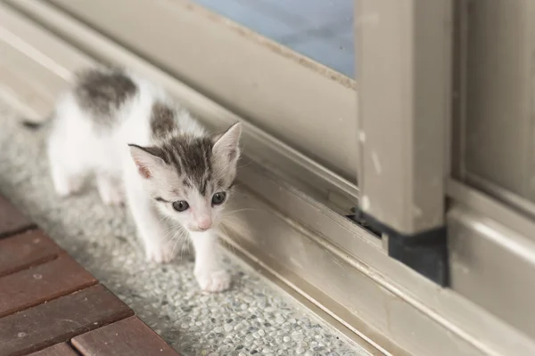 Passeggiata gatto bambino — Foto Stock