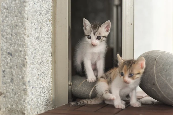 Twee kleine kat — Stockfoto