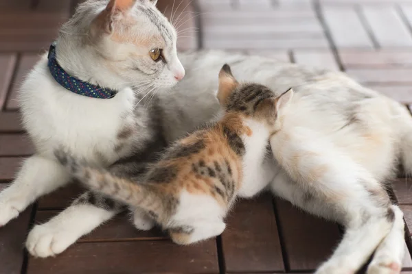 Anne kedi emzirme — Stok fotoğraf