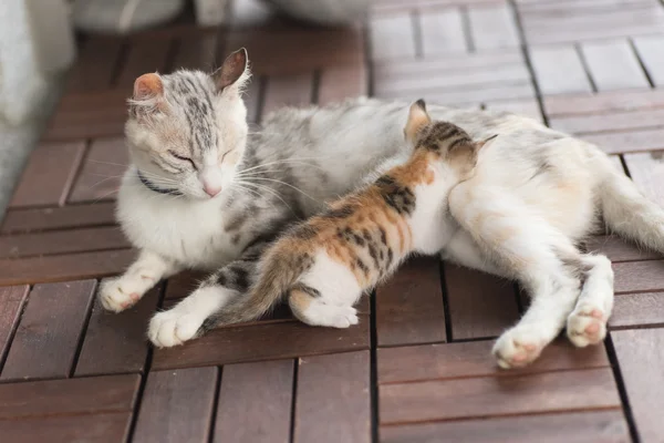 Mãe gato amamentação — Fotografia de Stock
