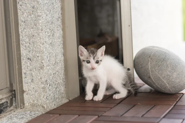 赤ちゃん猫の散歩 — ストック写真