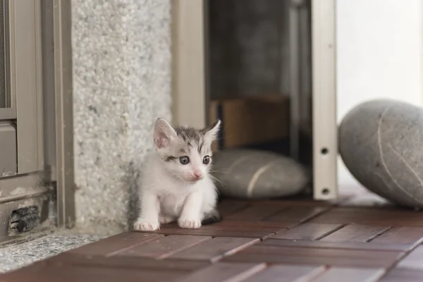 Passeggiata gatto bambino — Foto Stock