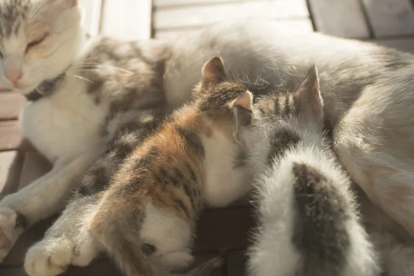 Mère chat allaitement — Photo