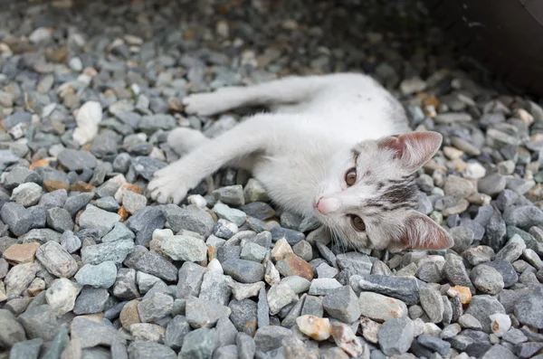 Söt baby katt — Stockfoto