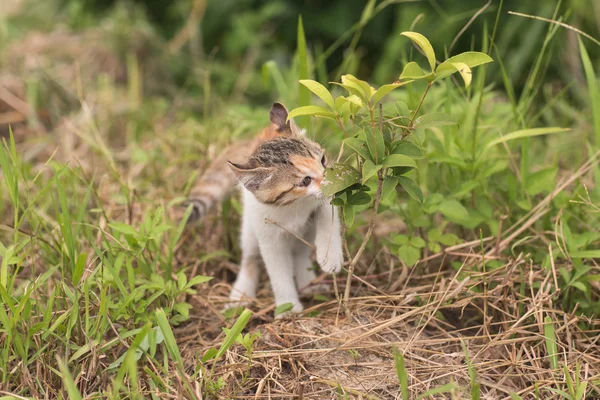 Cat promenad och lek — Stockfoto