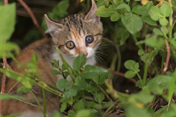 猫草の中に隠す — ストック写真